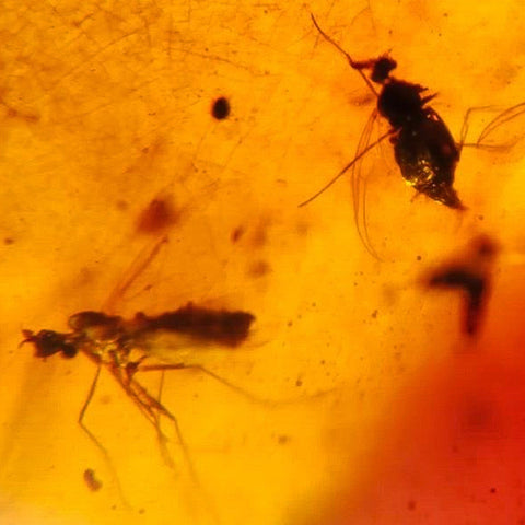 Burmese Insect Amber Diptera Flying Bugs Fossil Cretaceous Burmite Dinosaur Age - Fossil Age Minerals