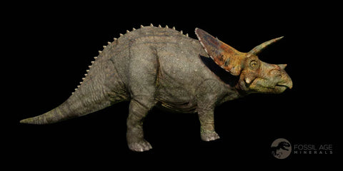 5.2" Torosaurus Bone Fossil Lance Creek FM Cretaceous Wyoming Dinosaur COA - Fossil Age Minerals