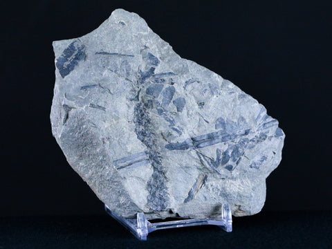 4.9" Calamite Stalk & Cone Neuropteris Fern Plant Leaf Fossil Breathitt FM, Kentucky - Fossil Age Minerals
