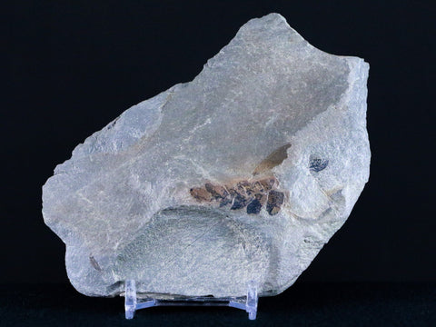 4.9" Calamite Stalk & Cone Neuropteris Fern Plant Leaf Fossil Breathitt FM, Kentucky - Fossil Age Minerals