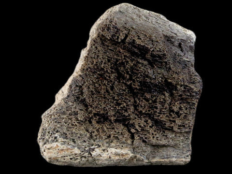 2.1" Ankylosaurus Fossil Bone Section Lance Creek Cretaceous Dinosaur WY COA - Fossil Age Minerals