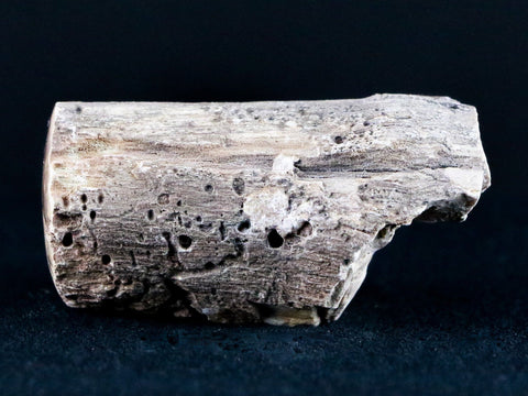 2.3" Fossilized Blue Forest Petrified Wood Limb Branch Eden Wyoming 50 Mil Yrs Old - Fossil Age Minerals
