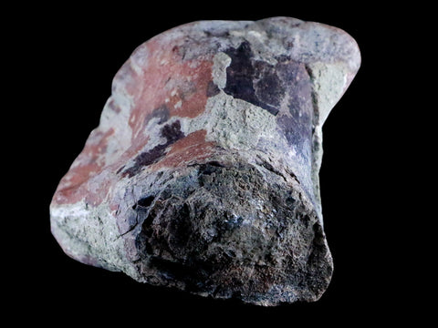 4.3" Maiasaura Hadrosaur Dinosaur Limb Bone Fossil Two Medicine FM Montana COA - Fossil Age Minerals