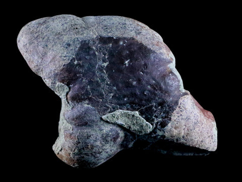 4.3" Maiasaura Hadrosaur Dinosaur Limb Bone Fossil Two Medicine FM Montana COA - Fossil Age Minerals