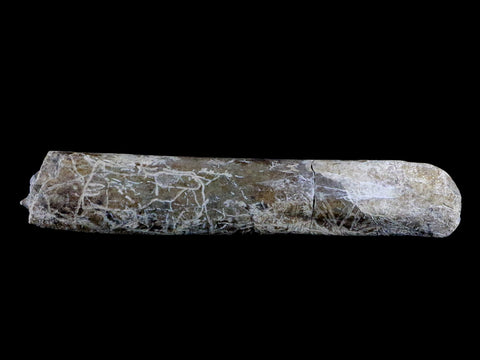 6.5" Maiasaura Hadrosaur Dinosaur Limb Bone Fossil Two Medicine FM Montana COA - Fossil Age Minerals