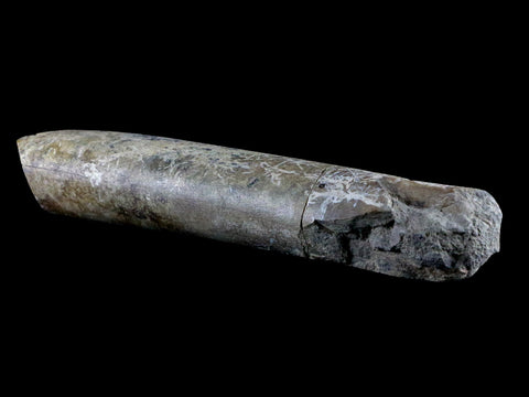6.5" Maiasaura Hadrosaur Dinosaur Limb Bone Fossil Two Medicine FM Montana COA - Fossil Age Minerals