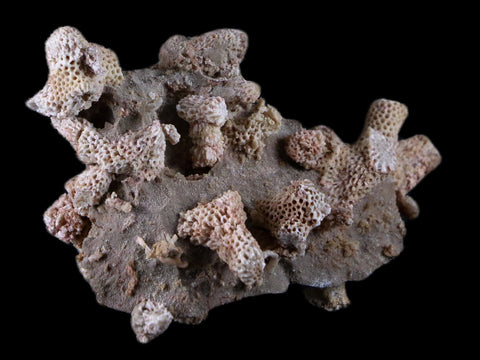 2.7" Thamnopora SP Coral Fossil Coral Reef Devonian Age Verde Valley, Arizona - Fossil Age Minerals