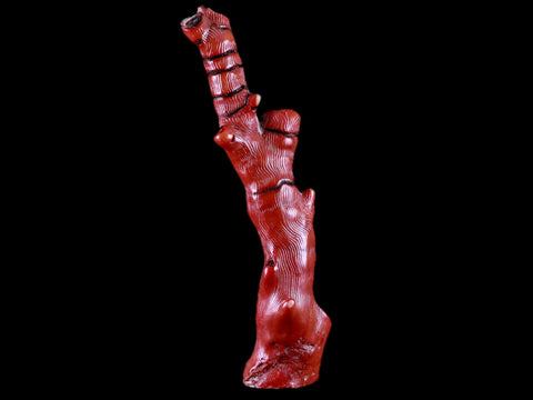 XL 6" Red Bamboo Coral Branches Deep-Sea Coral Color Enhanced 4.2 Ounces - Fossil Age Minerals