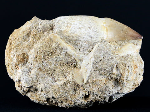 2.4" Mosasaur Prognathodon Fossil Tooth Root In Matrix Cretaceous Dinosaur Era COA - Fossil Age Minerals