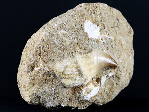 1.9" Mosasaur Prognathodon Fossil Tooth Root In Matrix Cretaceous Dinosaur Era COA - Fossil Age Minerals