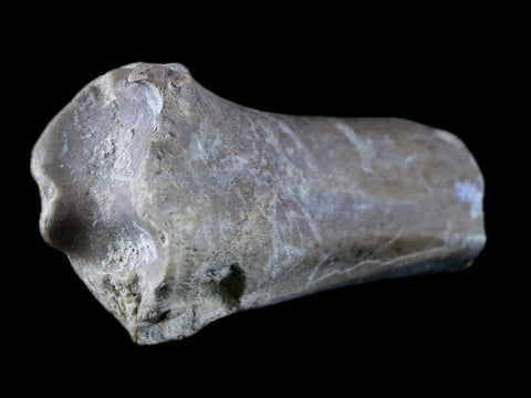 1.9" Oreodont Merycoidodon Fossil Limb Bone Oligocene Age Badlands SD COA - Fossil Age Minerals