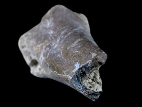 1.9" Oreodont Merycoidodon Fossil Limb Bone Oligocene Age Badlands SD COA - Fossil Age Minerals