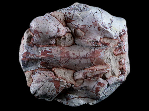 2.7" Leptauchenia Decora Oreodont Fossil Bone Skull Cap Miocene Age Badlands SD - Fossil Age Minerals