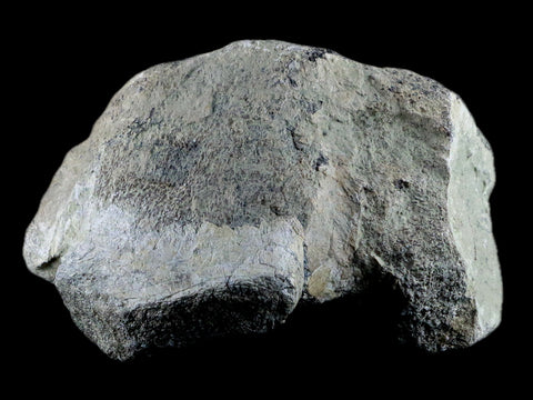 5.8" Stegosaurus Fossil Bone Morrison Formation Wyoming Jurassic Age Dinosaur COA - Fossil Age Minerals