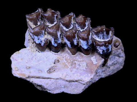 0.8" Leptomeryx Evansi Oligocene Age Fossil Deer Jaw Teeth South Dakota Display COA - Fossil Age Minerals