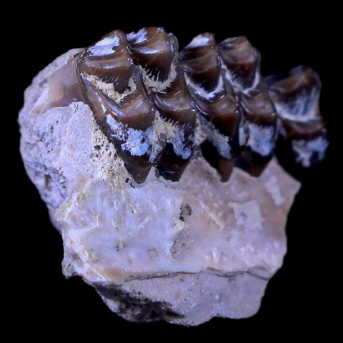 0.8" Leptomeryx Evansi Oligocene Age Fossil Deer Jaw Teeth South Dakota Display COA - Fossil Age Minerals