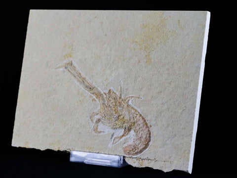 3.5" Mecochirus longimanatus Fossil Lobster Jurassic Age Solnhofen FM, Germany - Fossil Age Minerals