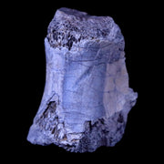 1.1" Phytosaur Fossil Vertebrae Bone Late Triassic Age Archosaur Chinle FM, AZ COA