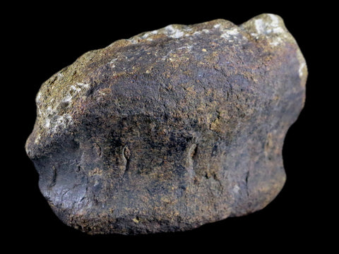 4" Hypacrosaurus Dinosaur Fossil Vertebrae Bone Two Medicine FM Montana COA - Fossil Age Minerals
