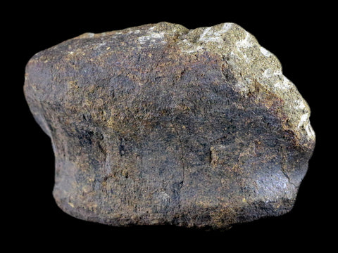 4" Hypacrosaurus Dinosaur Fossil Vertebrae Bone Two Medicine FM Montana COA - Fossil Age Minerals