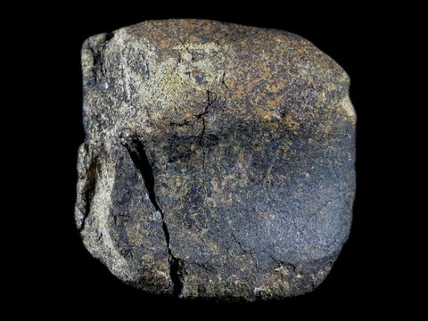 2.2" Hypacrosaurus Dinosaur Fossil Vertebrae Bone Two Medicine FM Montana COA - Fossil Age Minerals