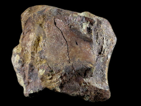 4" Brachylophosaurus Fossil Vertebrae Cretaceous Dinosaur Judith River FM MT COA - Fossil Age Minerals