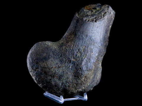7" Hypacrosaurus Dinosaur Fossil Femur Bone Two Medicine FM Hadrosaur COA - Fossil Age Minerals