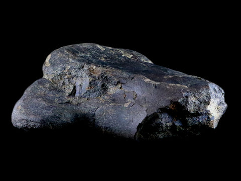 7" Hypacrosaurus Dinosaur Fossil Femur Bone Two Medicine FM Hadrosaur COA - Fossil Age Minerals