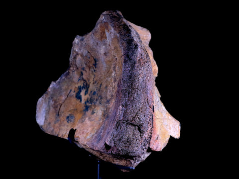 9" Diplodocus Dinosaur Fossil Limb Bone Morrison FM WY Jurassic Age COA Stand - Fossil Age Minerals