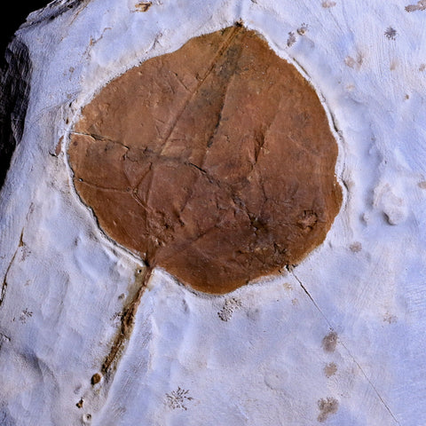 2.7" Zizyphoides Flabellum Fossil Plant Leaf Fort Union FM Paleocene Age MT Stand - Fossil Age Minerals
