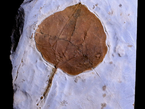 2.7" Zizyphoides Flabellum Fossil Plant Leaf Fort Union FM Paleocene Age MT Stand - Fossil Age Minerals