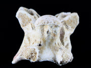 1.3" Palaeophis Magrebianus Sea Snake Vertebra Bone Upper Paleocene Morocco