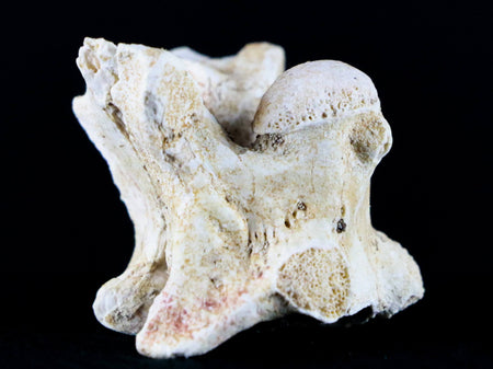 1.3" Palaeophis Magrebianus Sea Snake Vertebra Bone Upper Paleocene Morocco