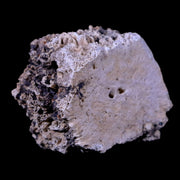 2" Glyptodon Fossil Osteoderm Scute Plate Bony Armor Pliocene Age Uruguay COA
