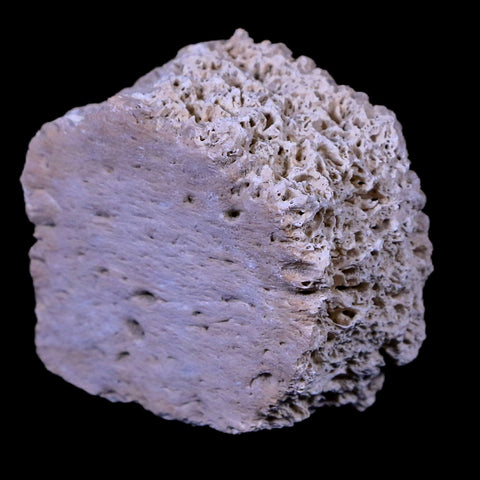 1.8" Glyptodon Fossil Osteoderm Scute Plate Bony Armor Pliocene Age Uruguay COA - Fossil Age Minerals