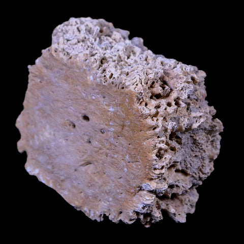 1.8" Glyptodon Fossil Osteoderm Scute Plate Bony Armor Pliocene Age Uruguay COA - Fossil Age Minerals