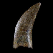 1.6" Nanotyrannus Tyrannosaurus Fossil Tooth Dinosaur Lance Creek FM WY COA