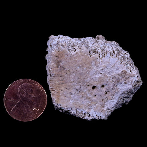 1.7" Glyptodon Fossil Osteoderm Scute Plate Bony Armor Pliocene Age Uruguay COA - Fossil Age Minerals