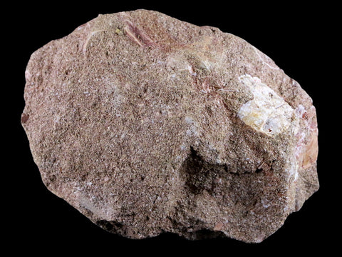 1.4" Fossil Saw Tooth Barb In Matrix Ray Schizorhiza Stromeri Chainsaw Fish Cretaceous - Fossil Age Minerals