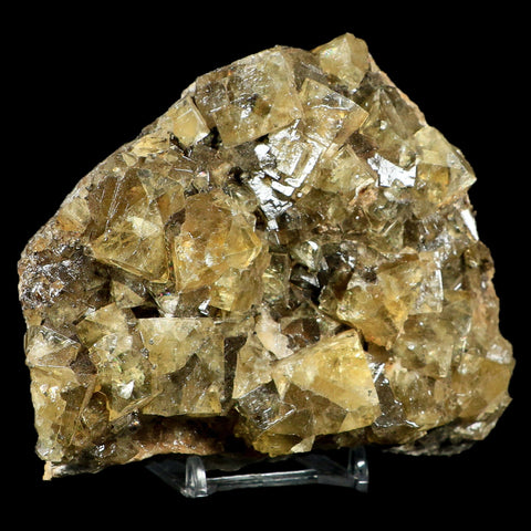 XL 5.1" Natural Yellow Fluorite Cube Crystals On Quartz Crystals Mineral Morocco - Fossil Age Minerals