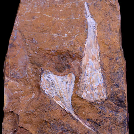 2.7" Detailed Ginkgo Cranei Fossil Plant Leaf Morton County, ND Paleocene Age COA