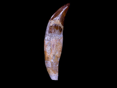 2.7" Basilosaurus Tooth 40-34 Mil Yrs Old Late Eocene COA & Stand