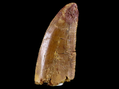 0.7" Abelisaur Serrated Tooth Fossil Cretaceous Age Dinosaur Morococo COA, Display - Fossil Age Minerals