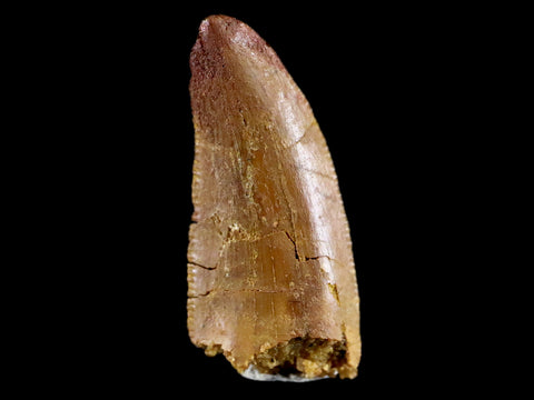 0.7" Abelisaur Serrated Tooth Fossil Cretaceous Age Dinosaur Morococo COA, Display - Fossil Age Minerals