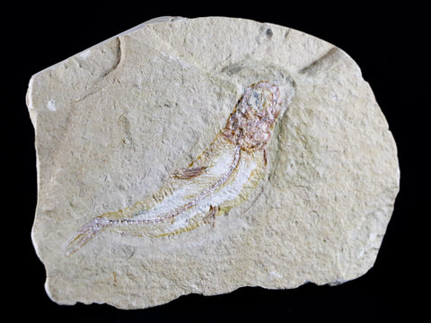 2.3" Scombroclupea Fossil Fish Plate Cretaceous Dinosaur Age Lebanon COA - Fossil Age Minerals