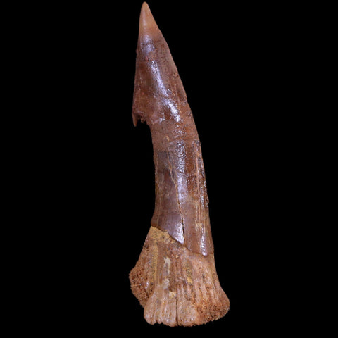 2.5" Sawfish Fossil Tooth Barb Onchopristis Numidus Cretaceous Dinosaur Era COA - Fossil Age Minerals