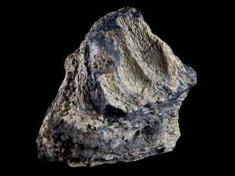 1.5" Centrosaurus Fossil Jaw Bone Judith River FM Montana Cretaceous Dinosaur COA - Fossil Age Minerals