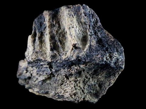 1.5" Centrosaurus Fossil Jaw Bone Judith River FM Montana Cretaceous Dinosaur COA - Fossil Age Minerals