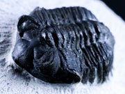 1.8" Coltraenia Oufatenensis Trilobite Fossil Devonian Morocco 400 Mill Yrs Old COA