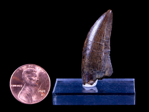 1.4" Tyrannosaur Serrated Fossil Tooth Cretaceous Dinosaur Judith River FM MT COA - Fossil Age Minerals